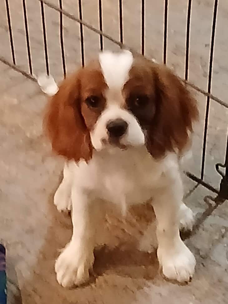 Cavalier king Charles spaniel puppies image 5