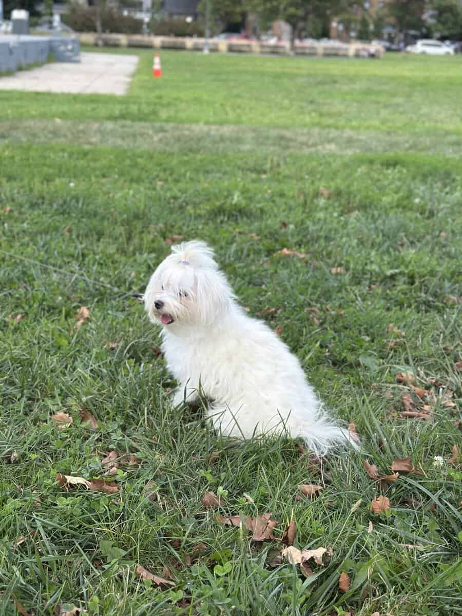 Playful and cuddly 12-month-old male Maltese image 5
