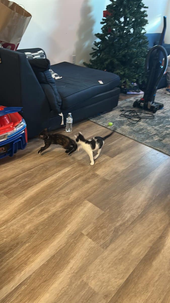 Kittens image 2