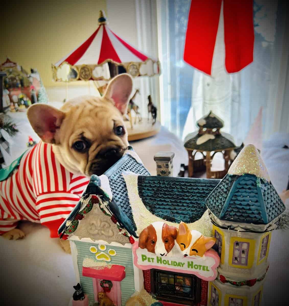 French bull dog image 3