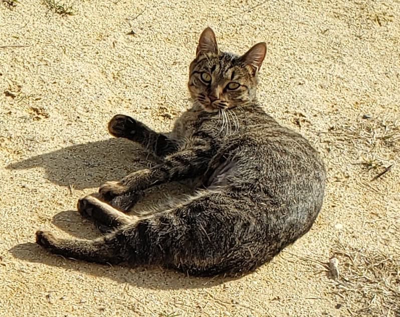 Cocoa, a Healthy and Fully Vaccinated Tabby image 6