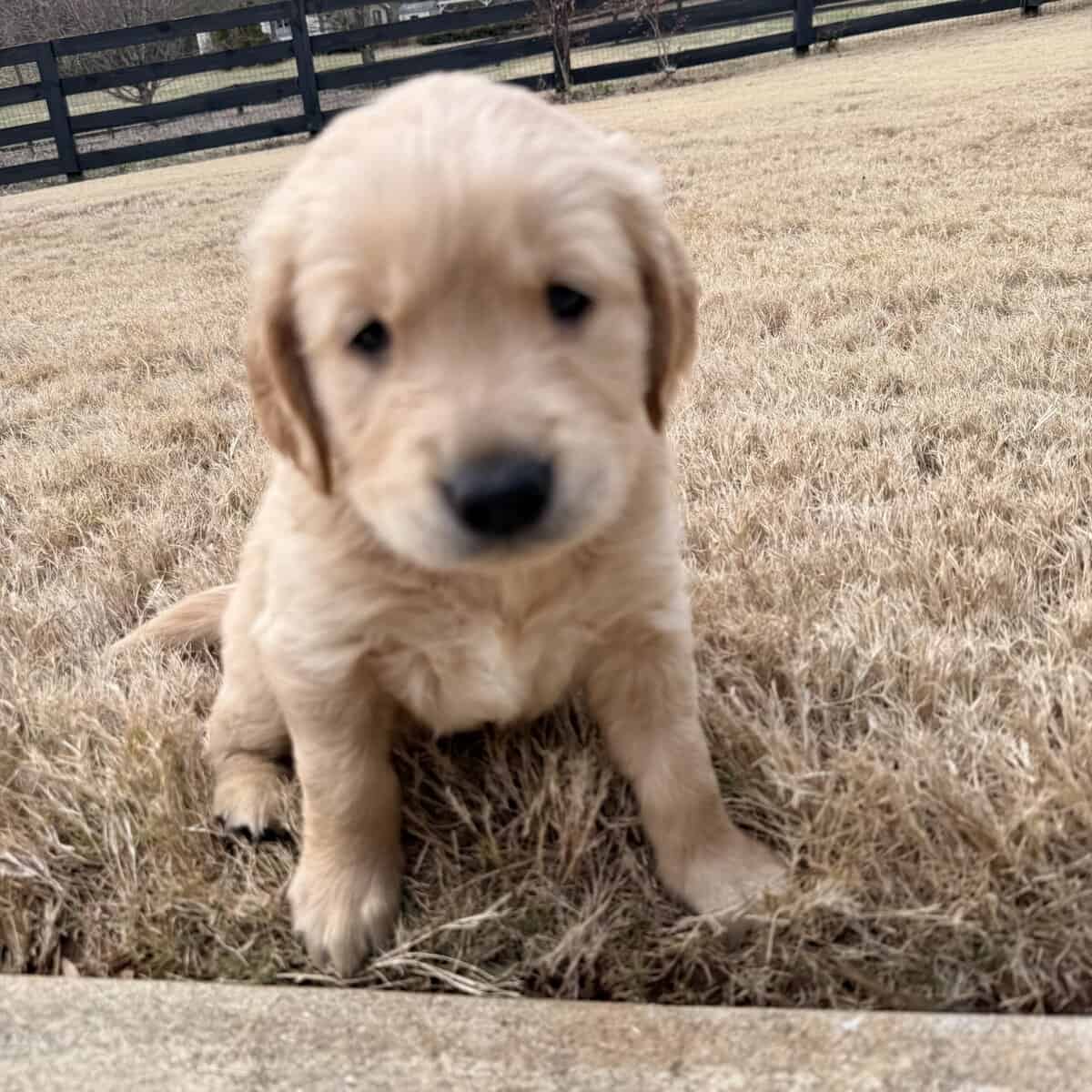 Golden Retriever Puppies image 2