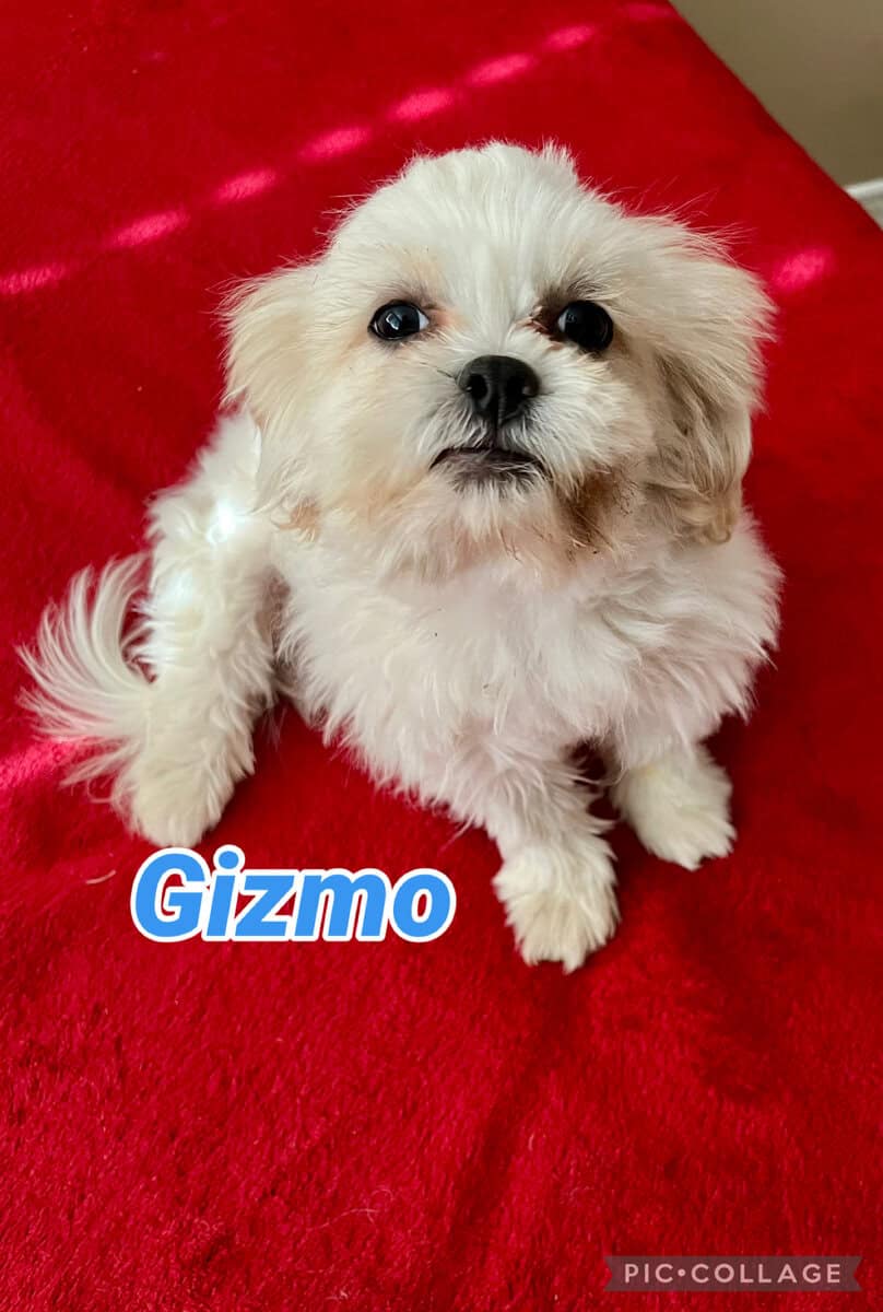 Loving Shih Tzu Puppies - Las Vegas image 5