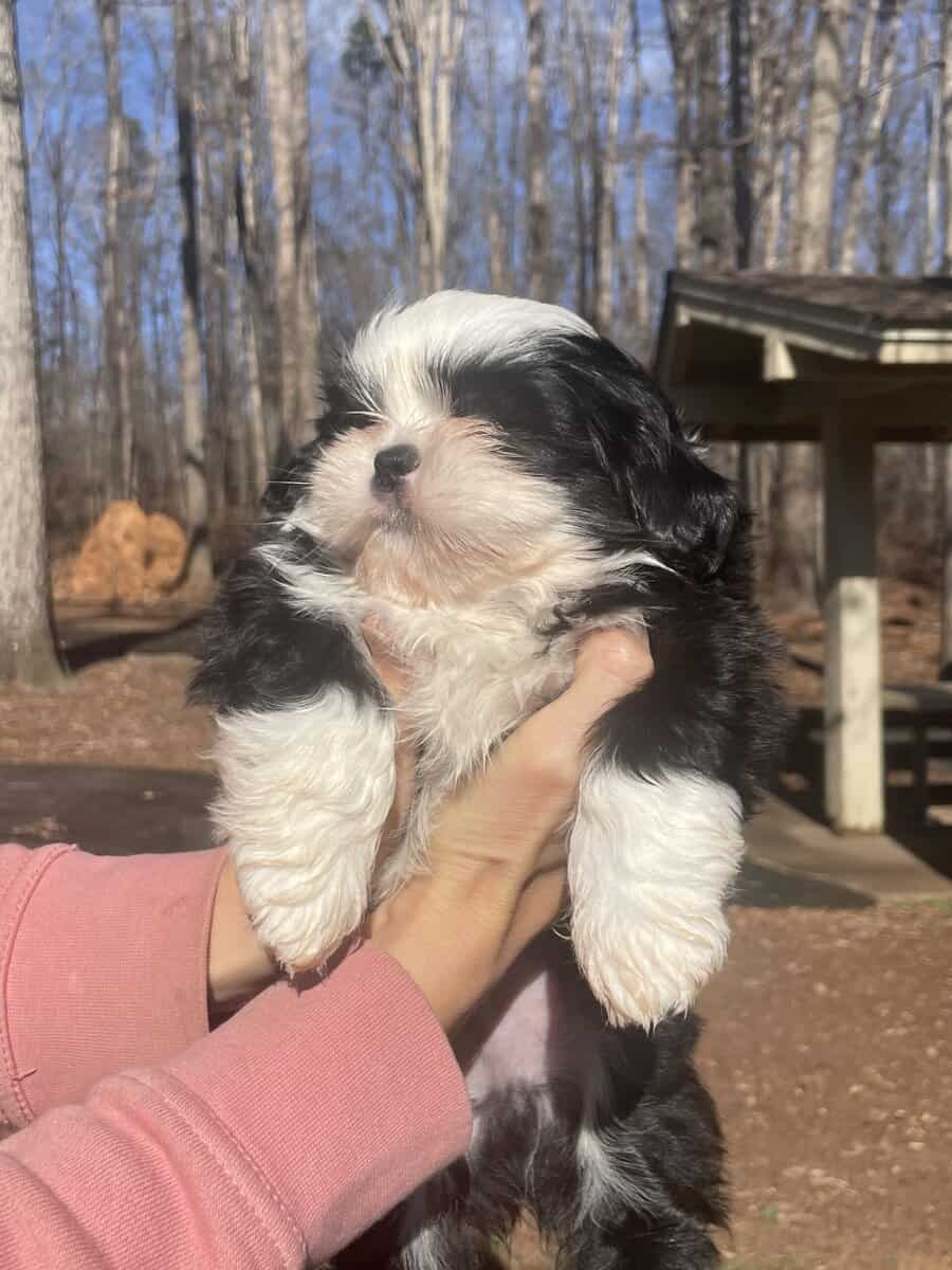 Shih Tzu Puppy - little boy Ducky Lucky image 1
