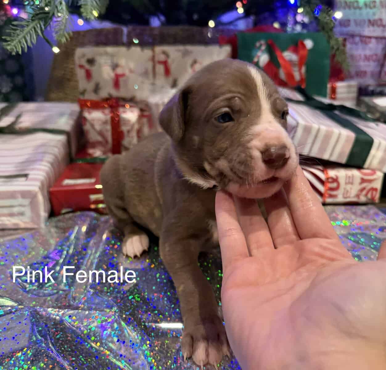Daniff puppies image 1