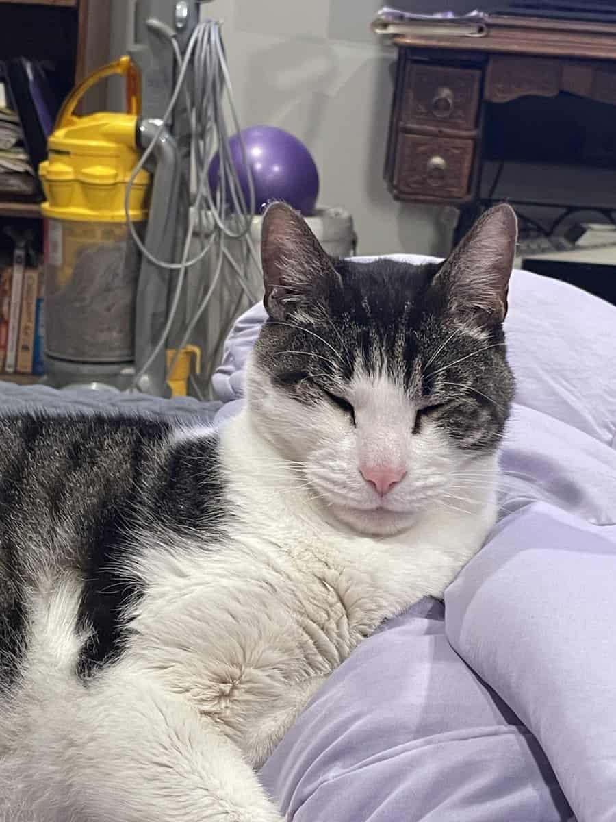 Senior Neutered Male Indoor Cat image 1