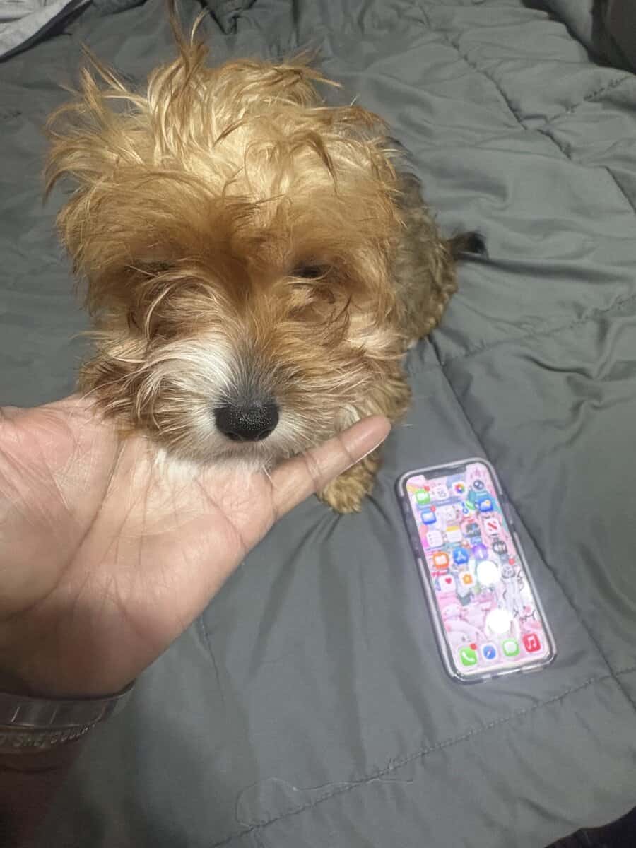 Yorkiepoo male image 2