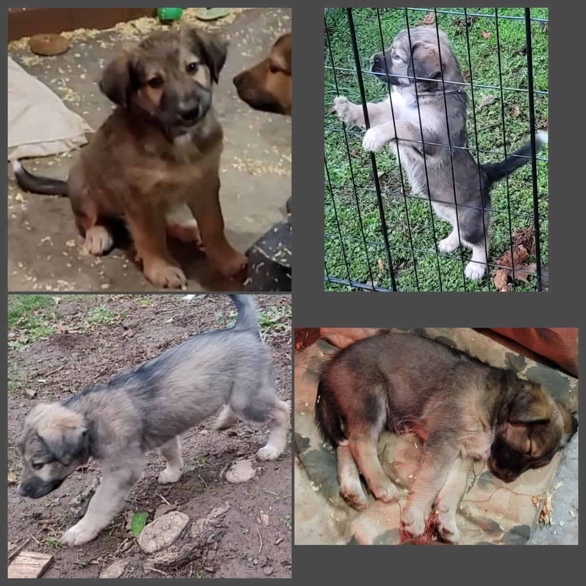 Mixed pups image 1