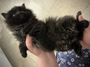 Maine Coon Mix/Black Smoke Longhaired/Black stripe