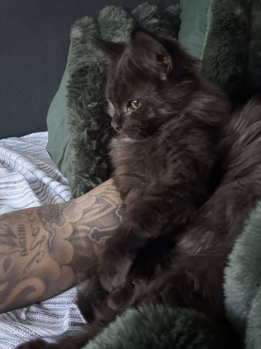 Maine coon kitty image 2