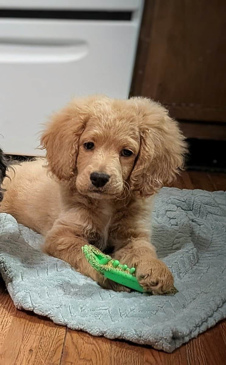 Male cockapoo puppy image 3