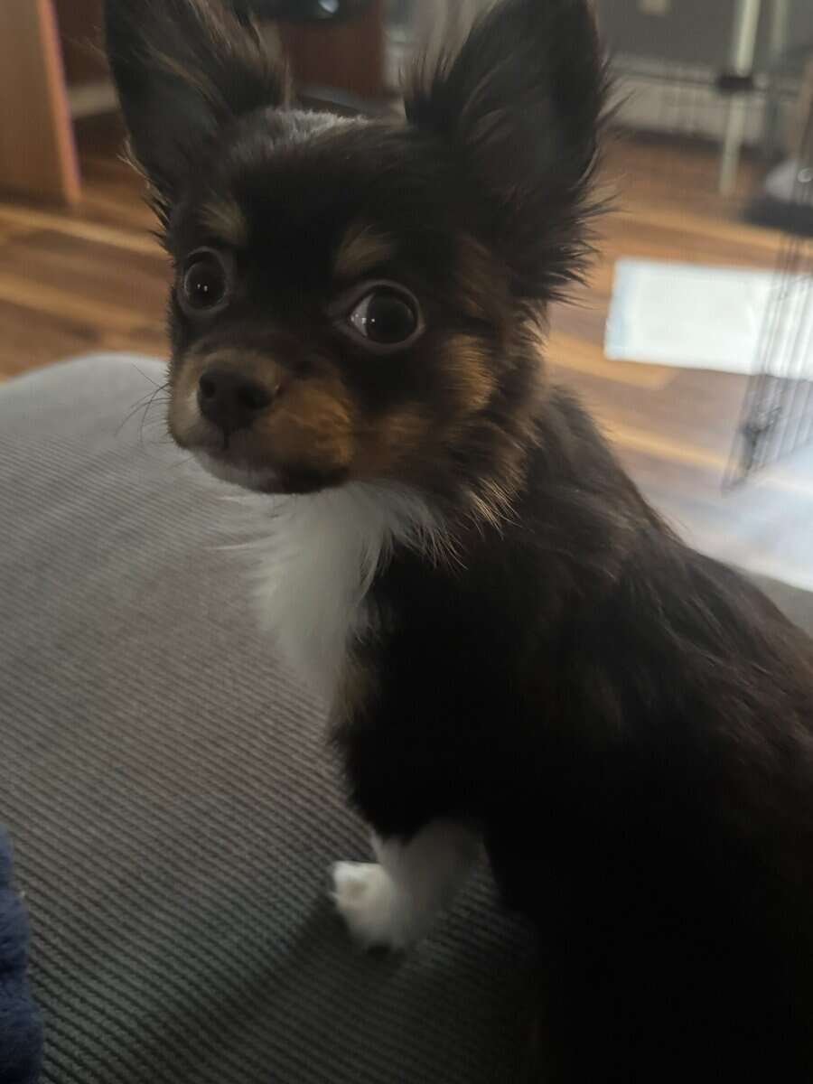 Beautiful Chihuahua image 2