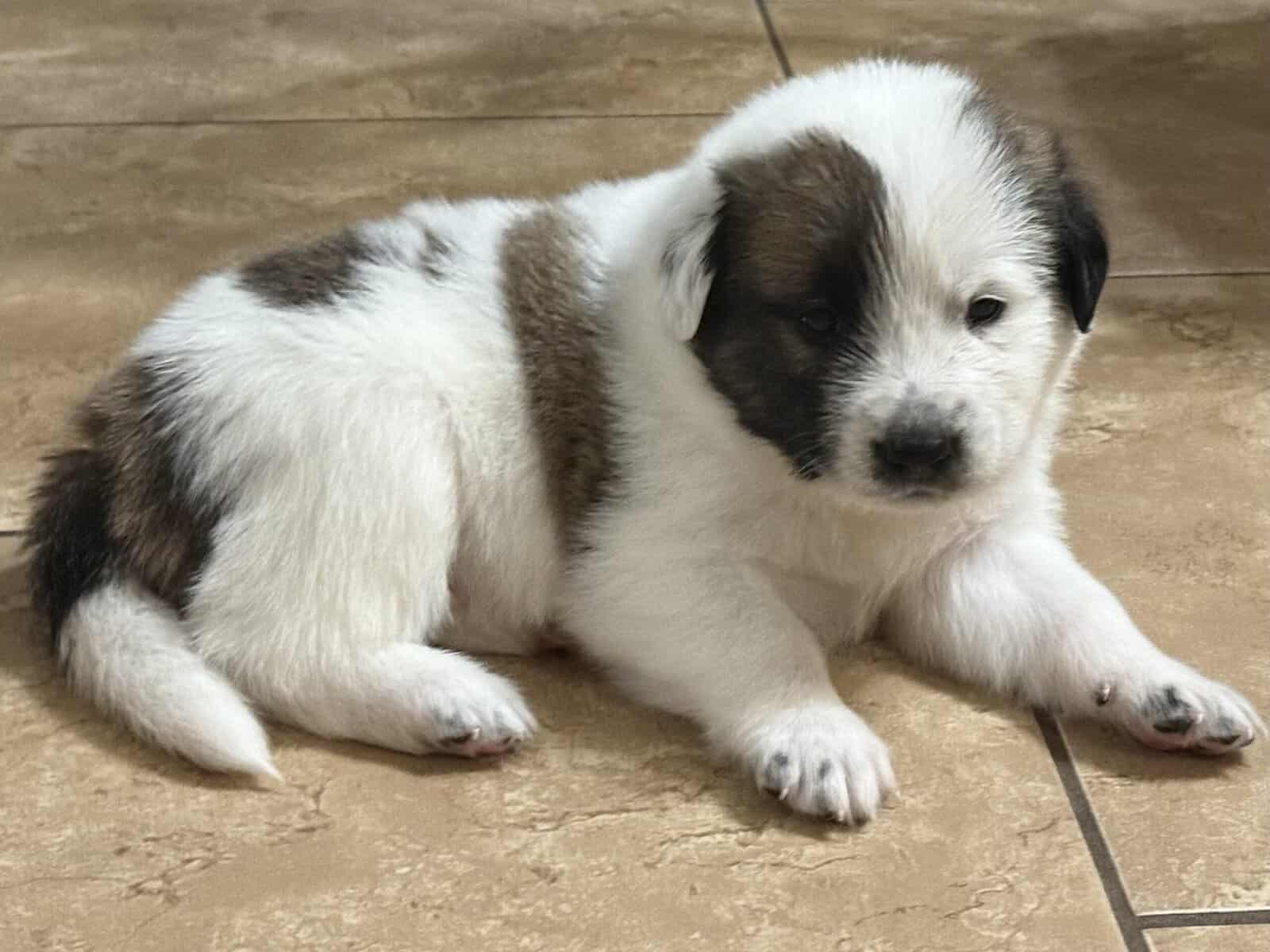 Pyrenees/Blue-Heeler image 4