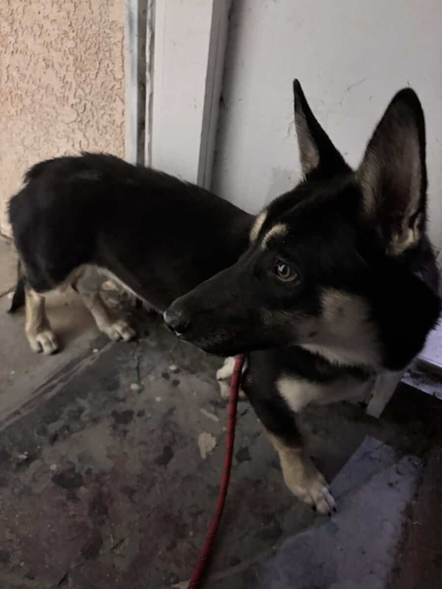 Corgi shepherd puppy image 1