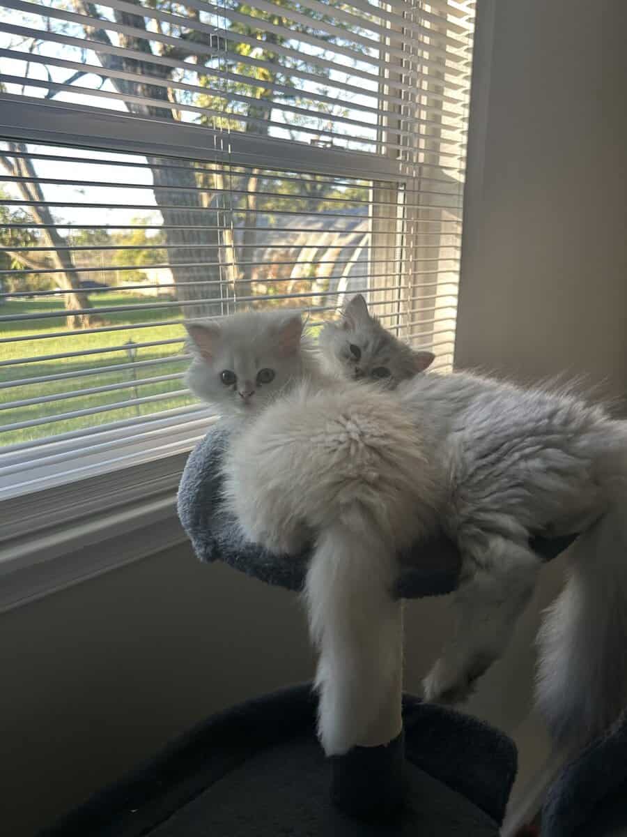 Two cats female and male 6 months old Persian image 13