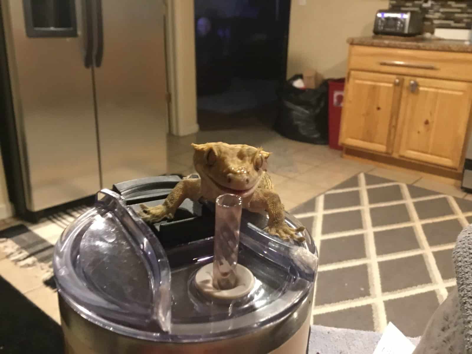 Male & female Crested Geckos with tanks & decor image 4