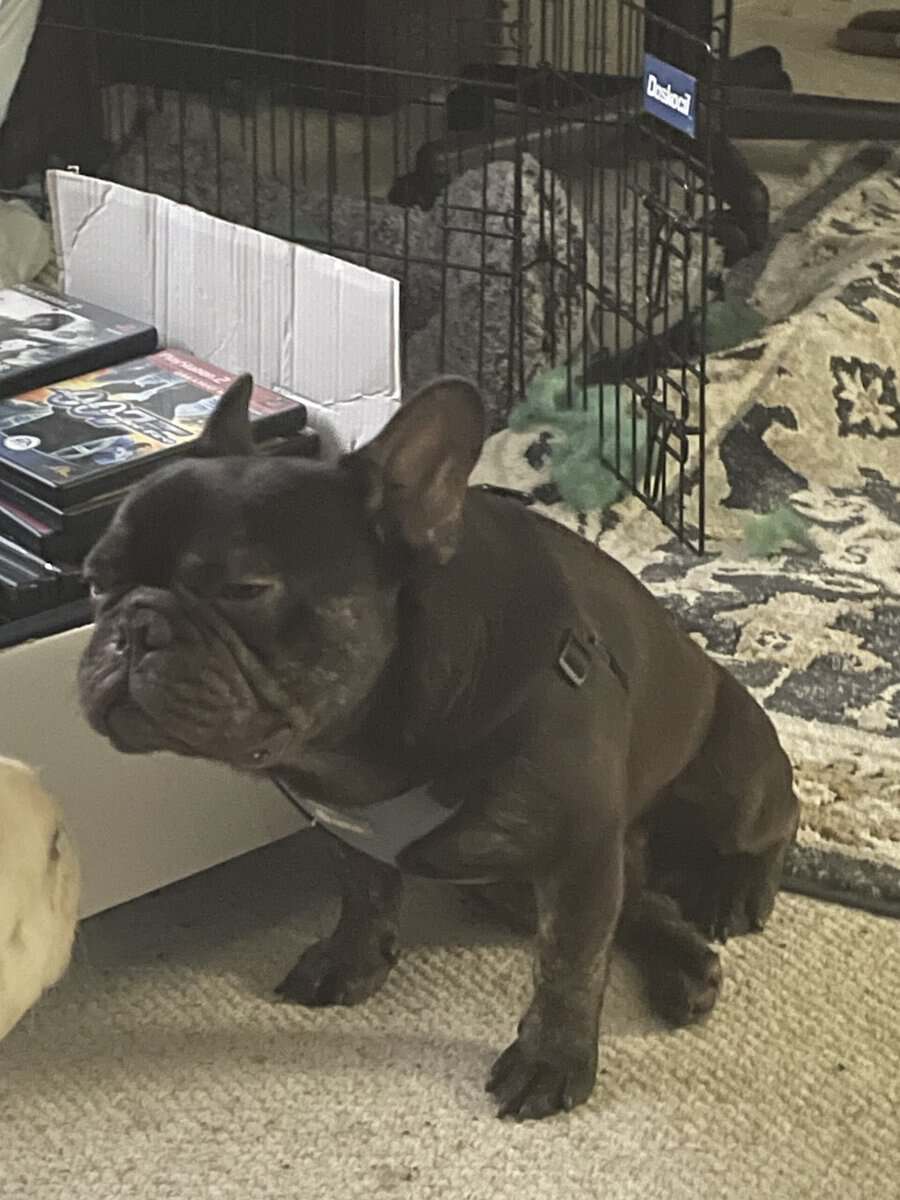 2 Year Old French Bulldog male image 1