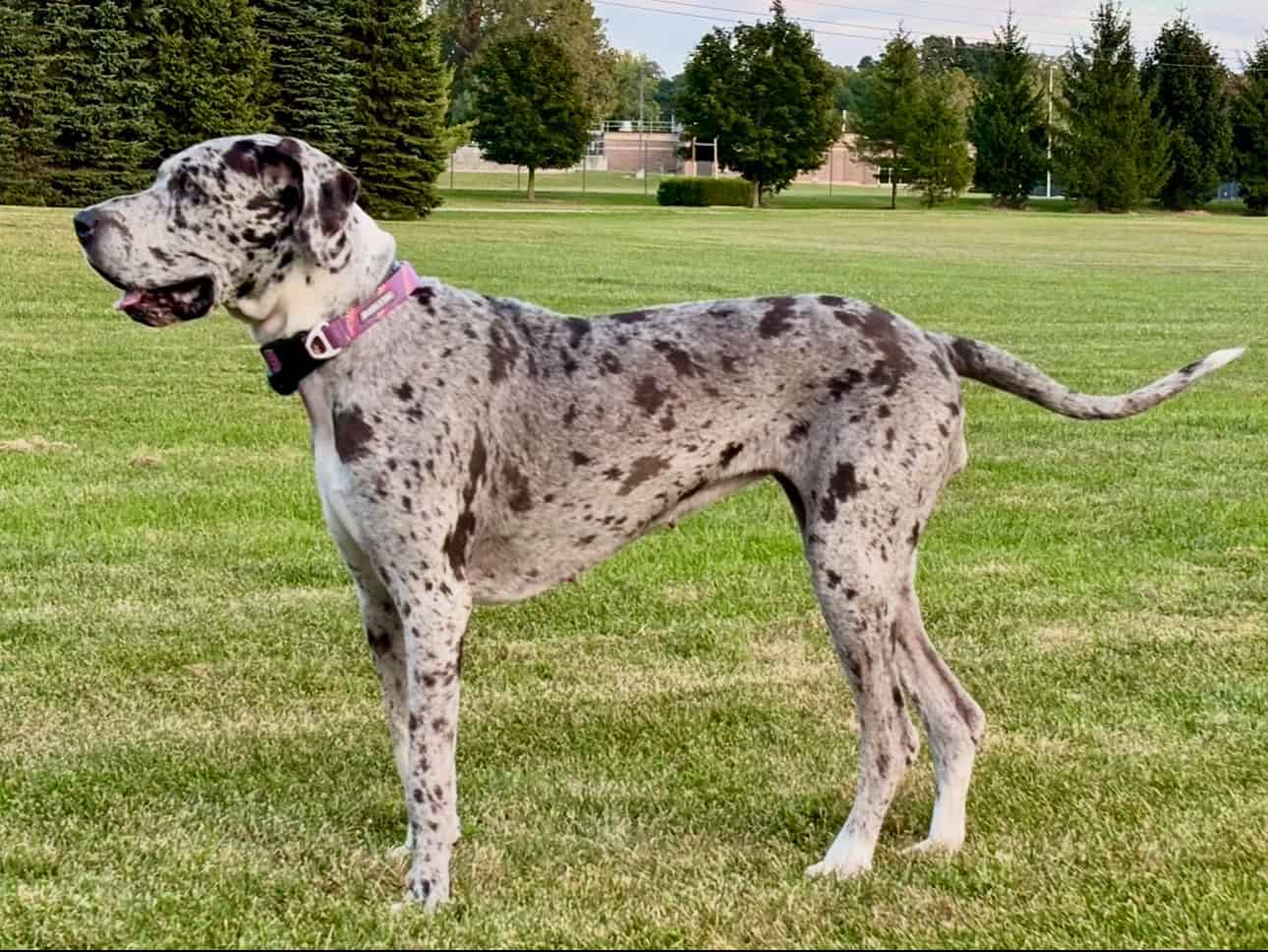 Great Dane puppies image 23