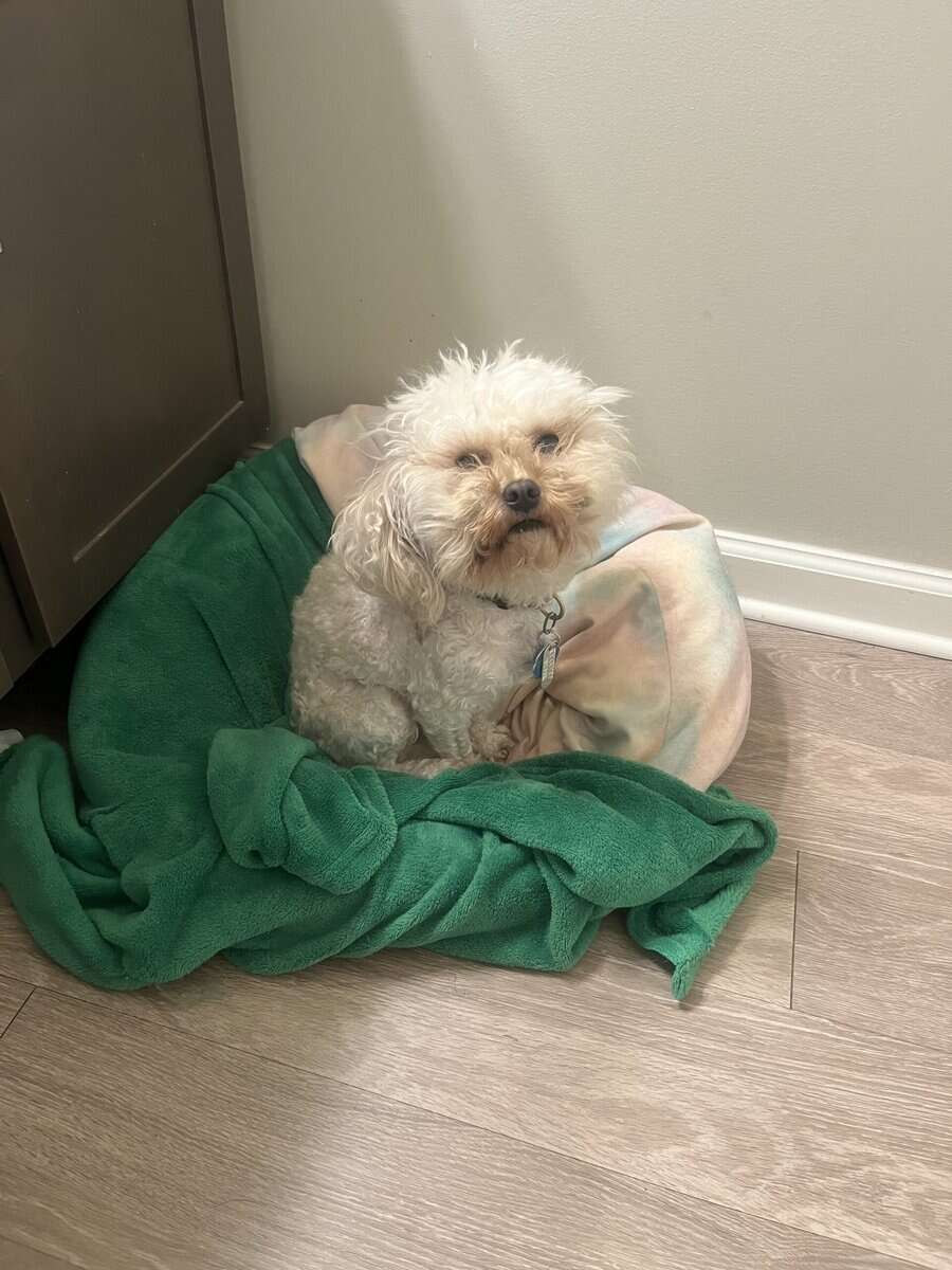 Lola two year old maltipoo image 5