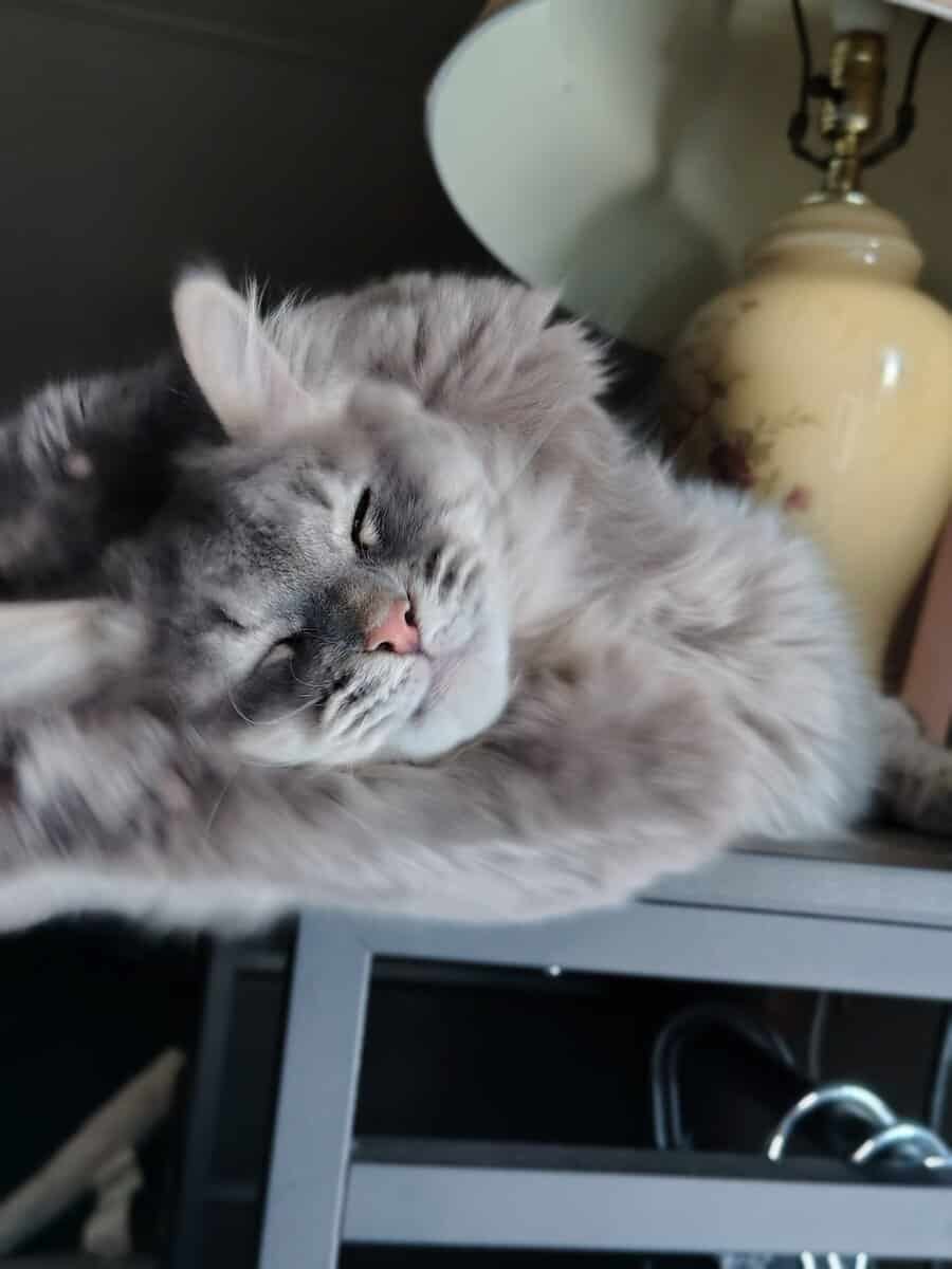Siberian Kitten need forever home. image 5