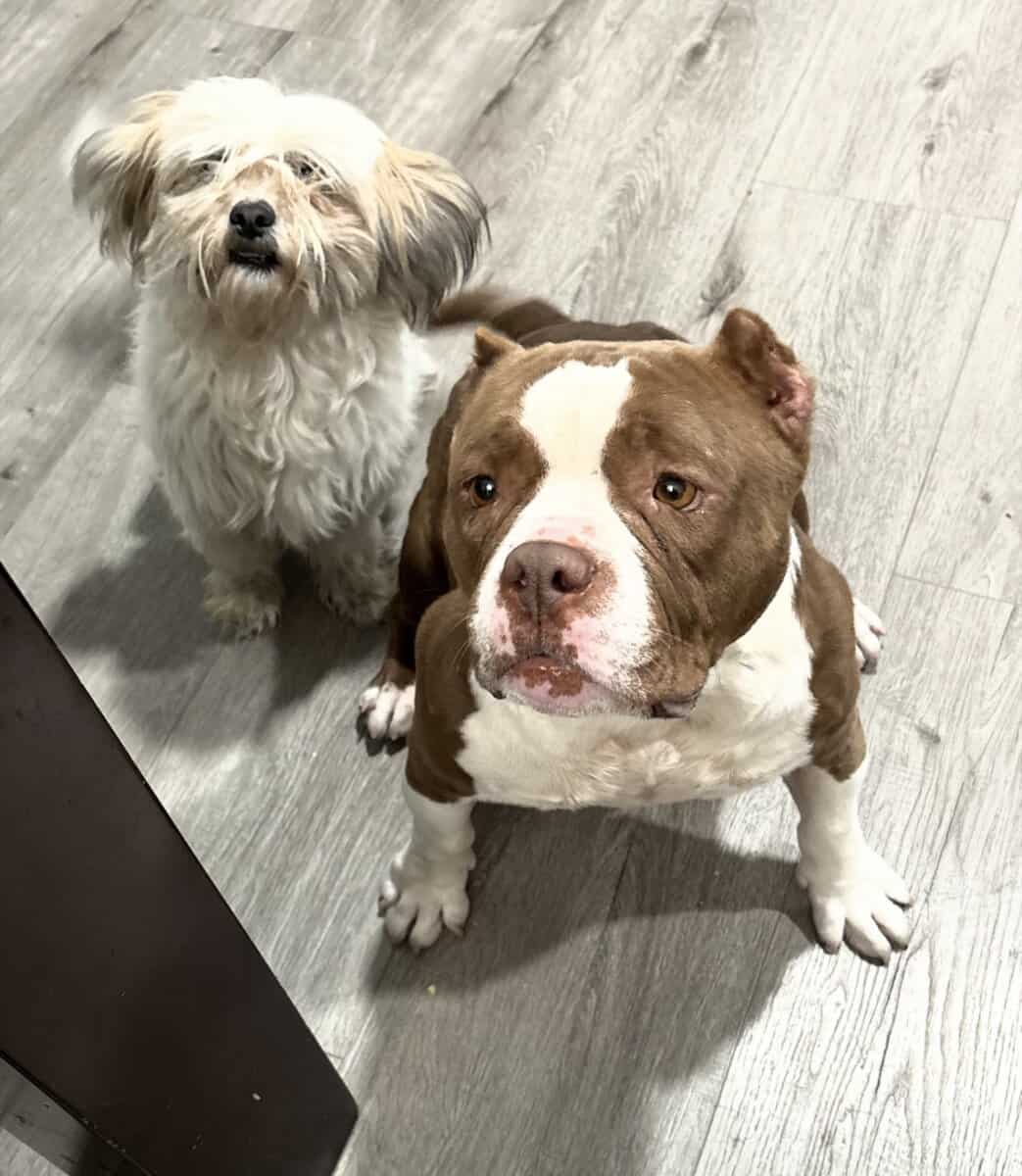 Loving female mix dogs image 1