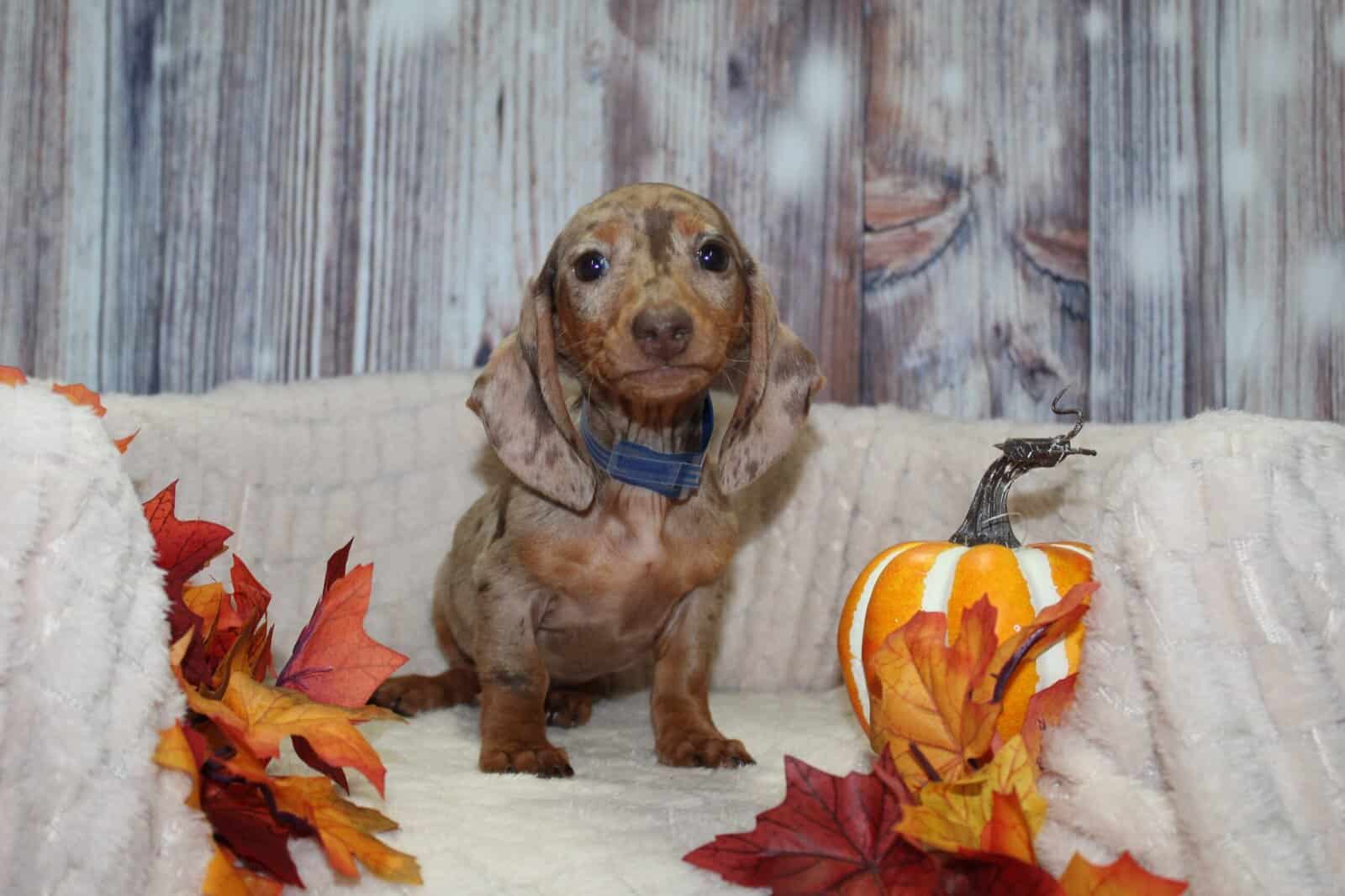 OMG Mini Dachshund Puppies image 4