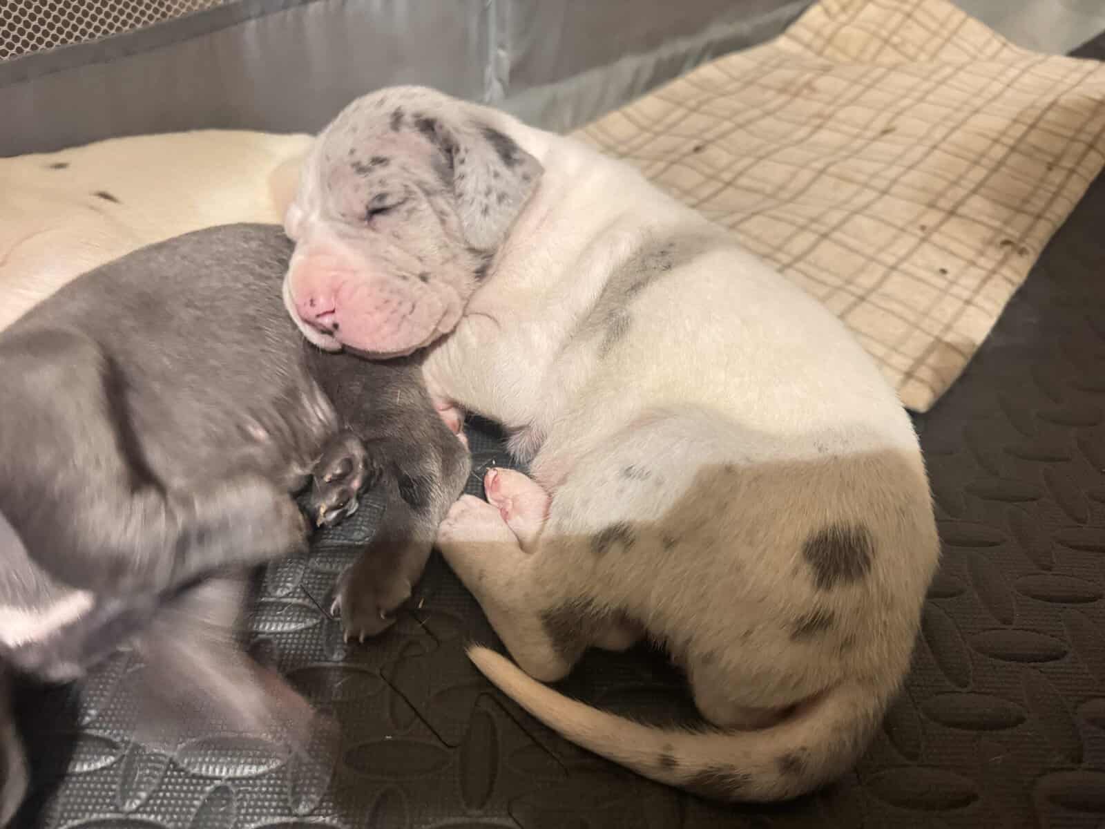 Great Dane Puppies | Gentle Giants in image 6