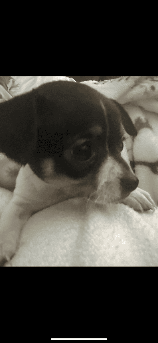 Chihuahua pups ready to be rehomed image 4