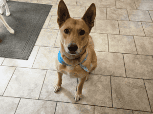 Emergency HELP! Free Dog To Good Home