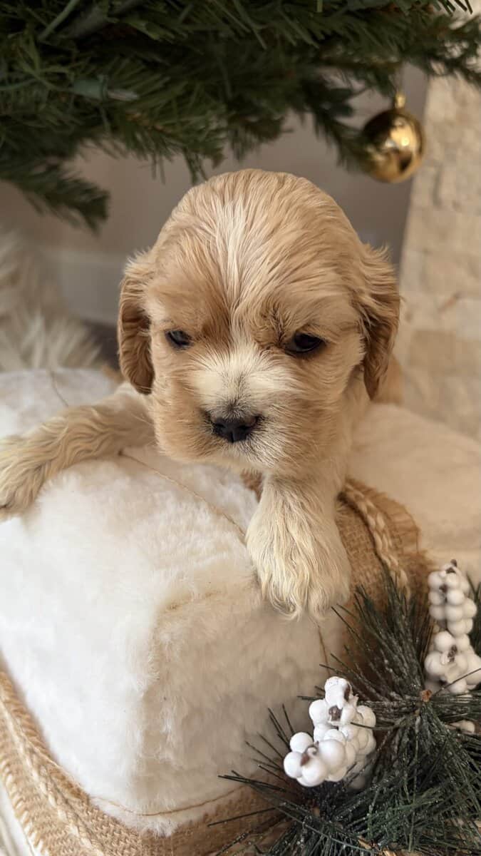 Cocker spaniel puppies image 4