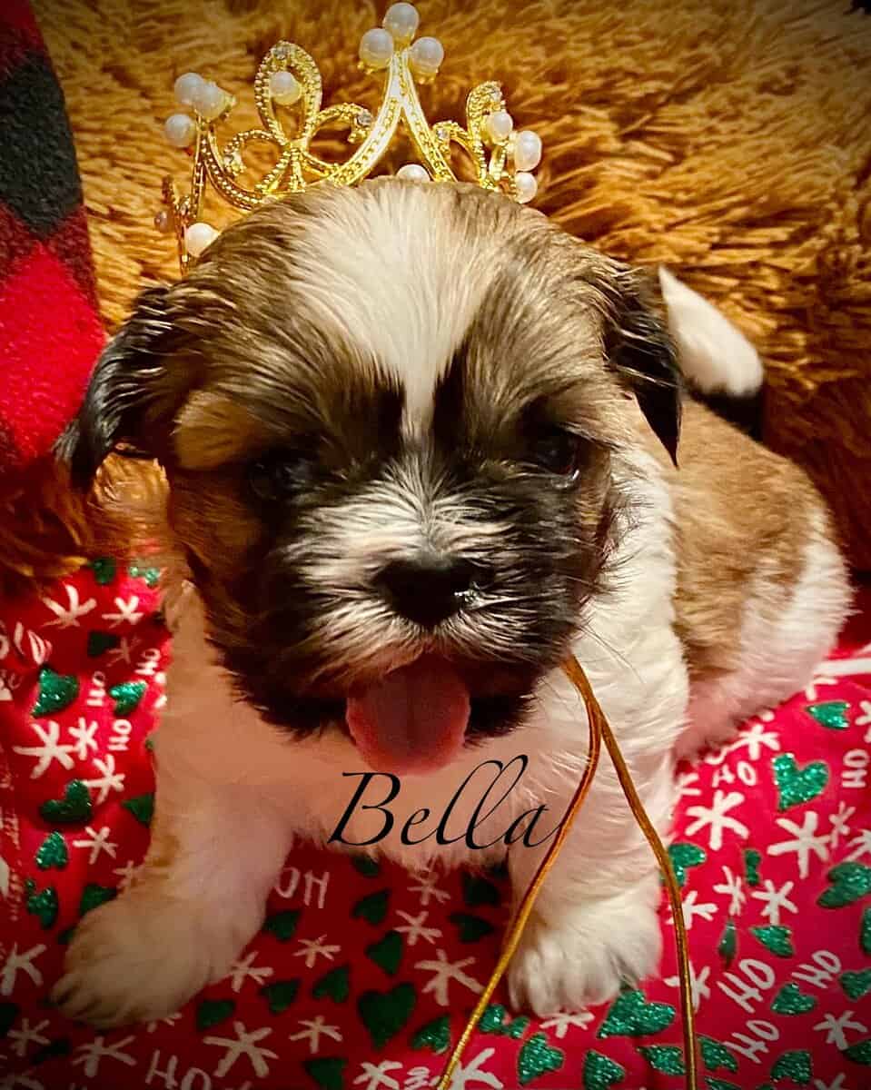 AKC Shihpoo and  Shihtzu Snuggles image 6