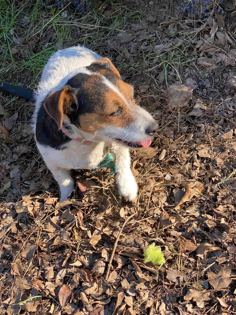 Truffles - Jack Russel Terrier image 4