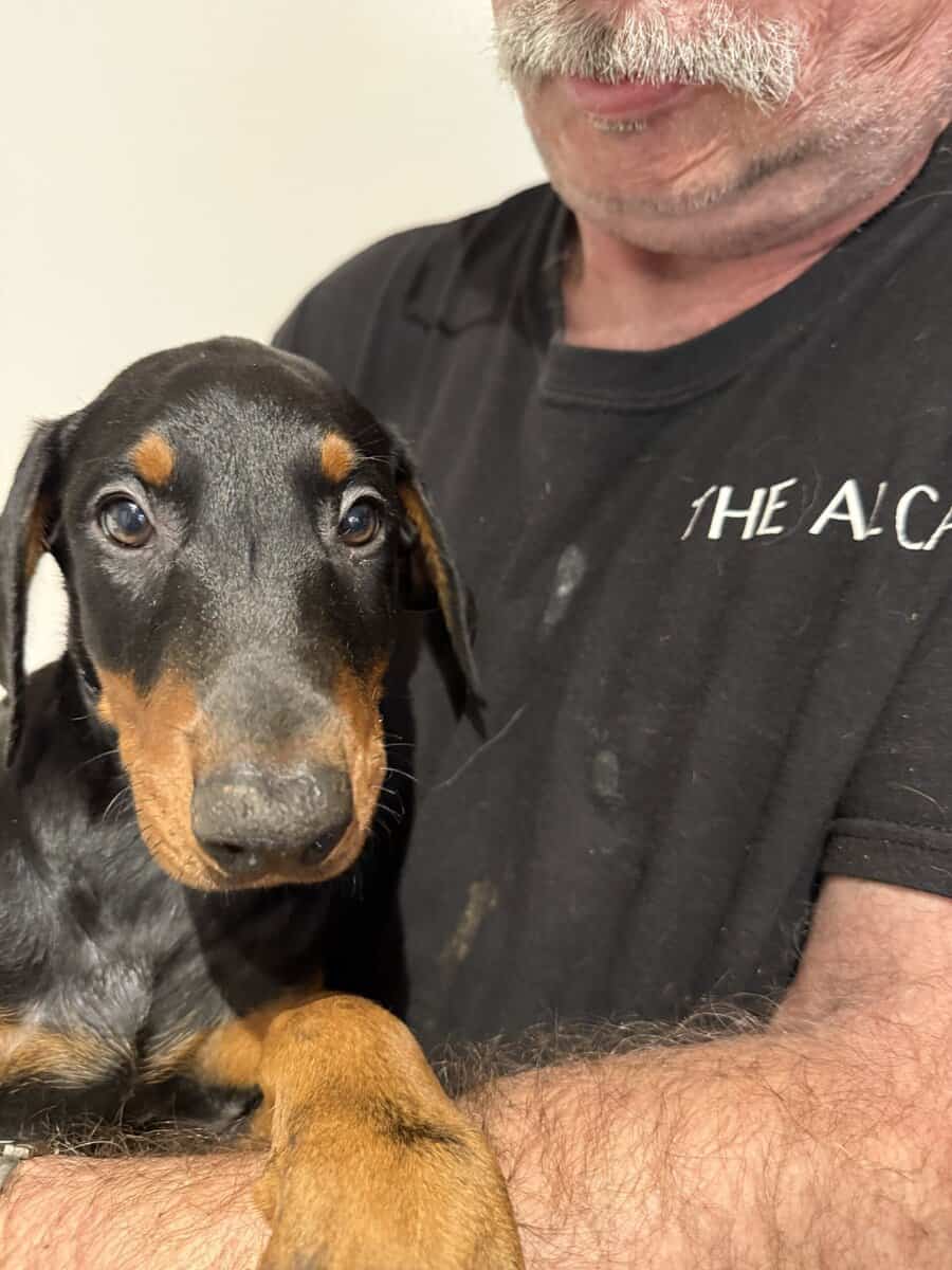 Doberman Puppies image 1