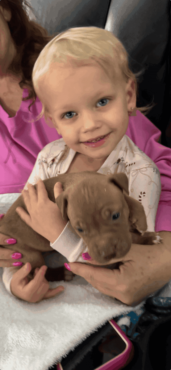 American pitt bull terrier puppies image 1