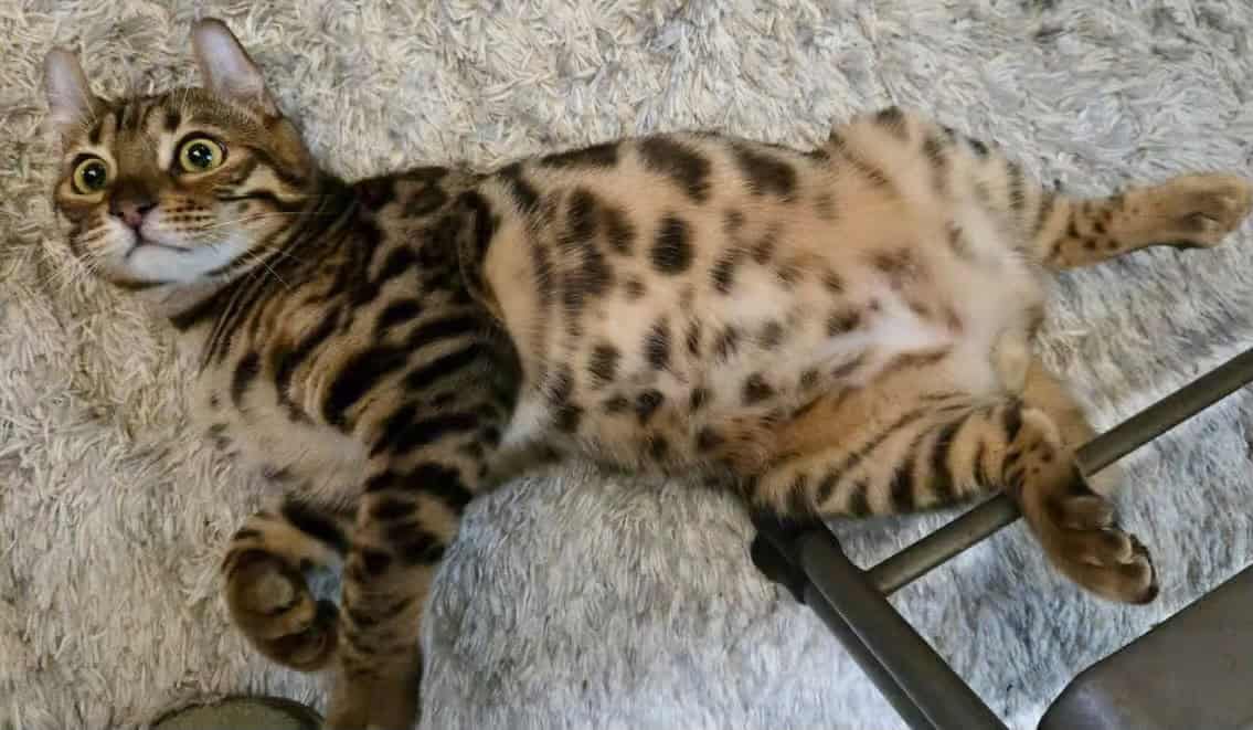 Bengal hyland lynx cat image 1