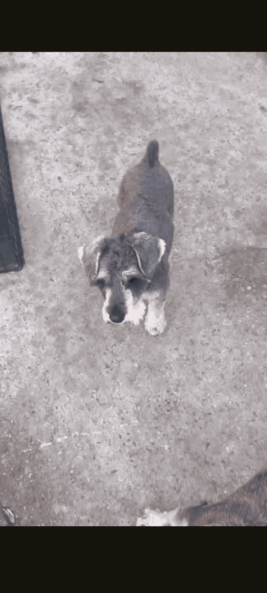 Puppies image 2