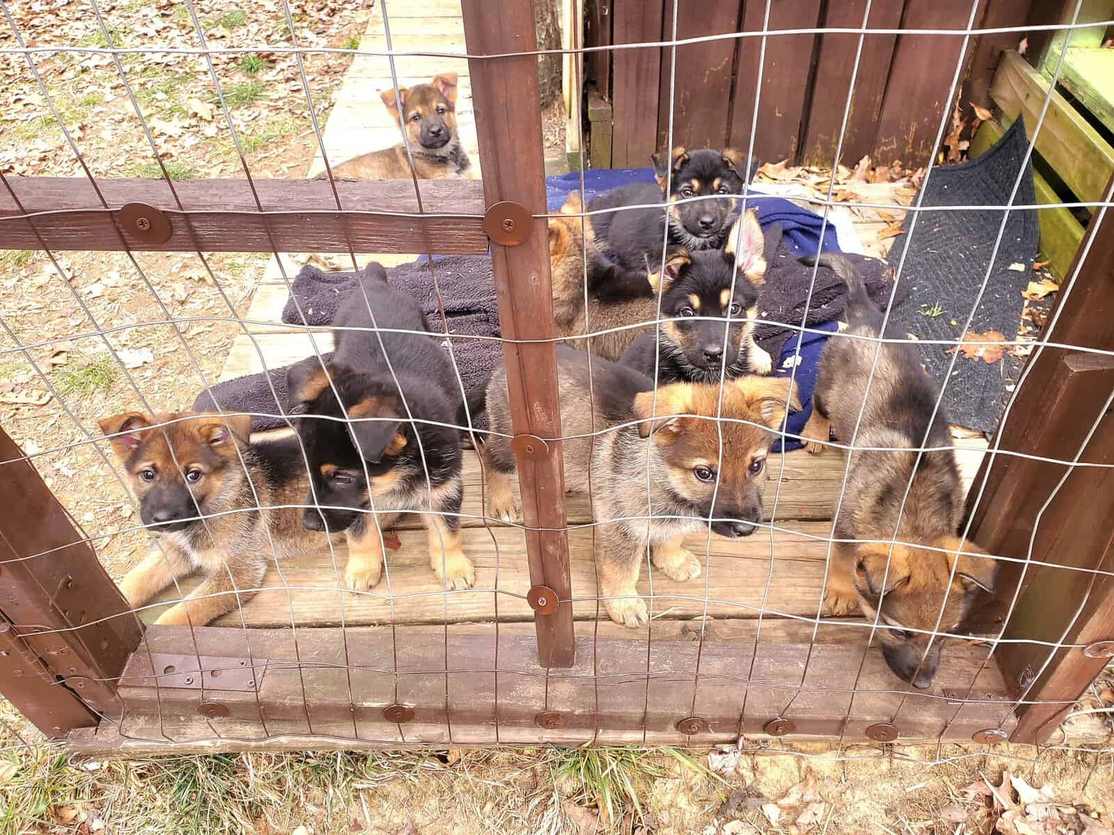 German shepherd puppies image 2