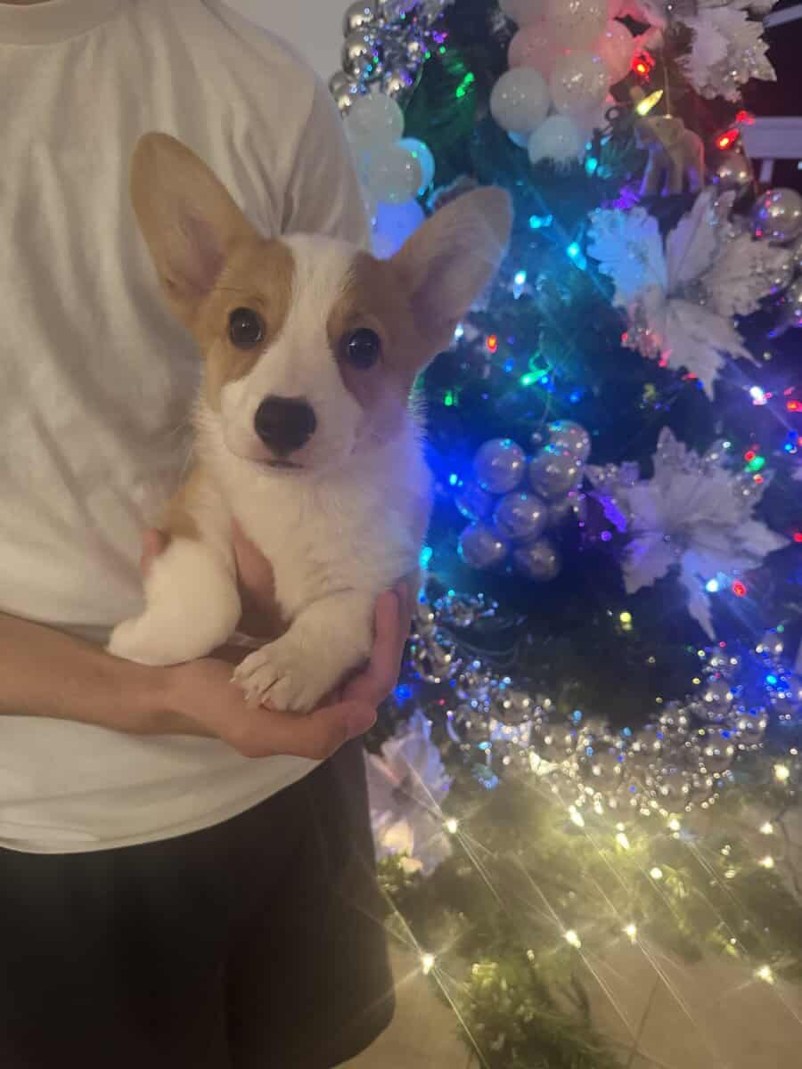 Adorable Corgi Puppies Ready for Loving Homes 🐾 image 4
