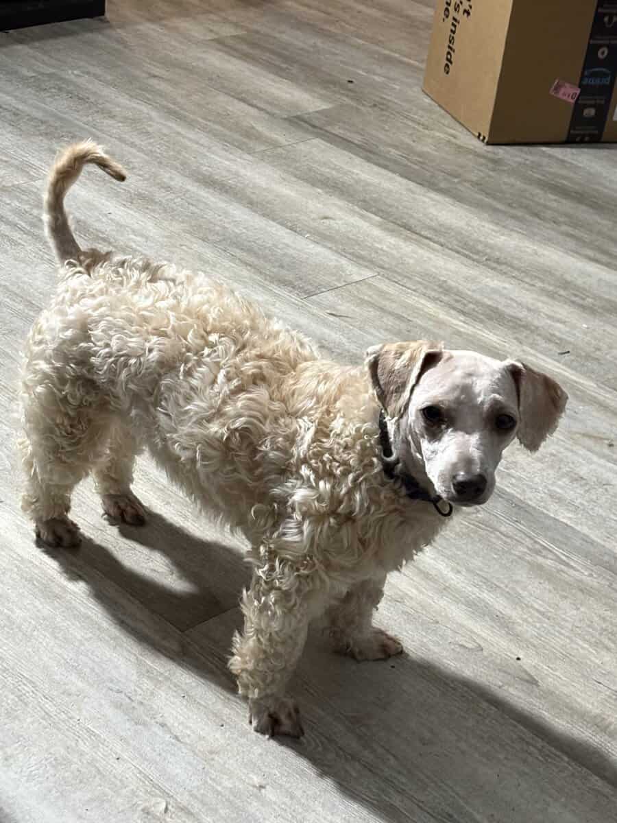 Mini Poodle for adoption image 2