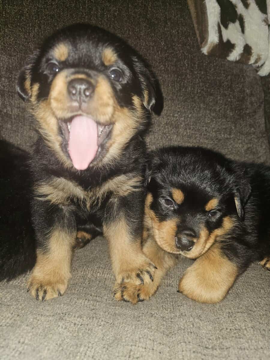 Rottweiler image 1