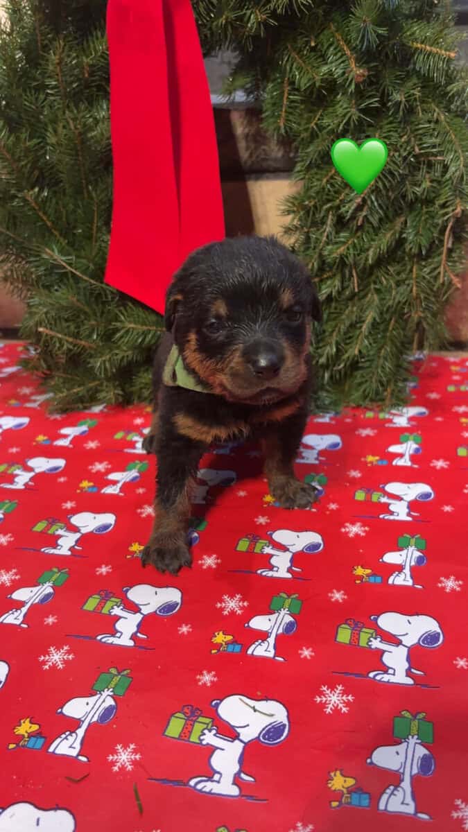 German Rottweiler puppies image 5