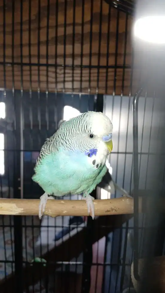 (SOLD)Snowflake & Oreo-2 light blue male budgies image 2