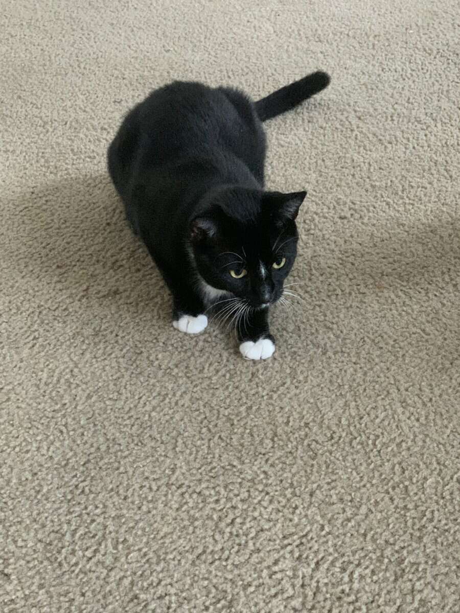 Domestic Shorthair Kitten, male needs a home image 3