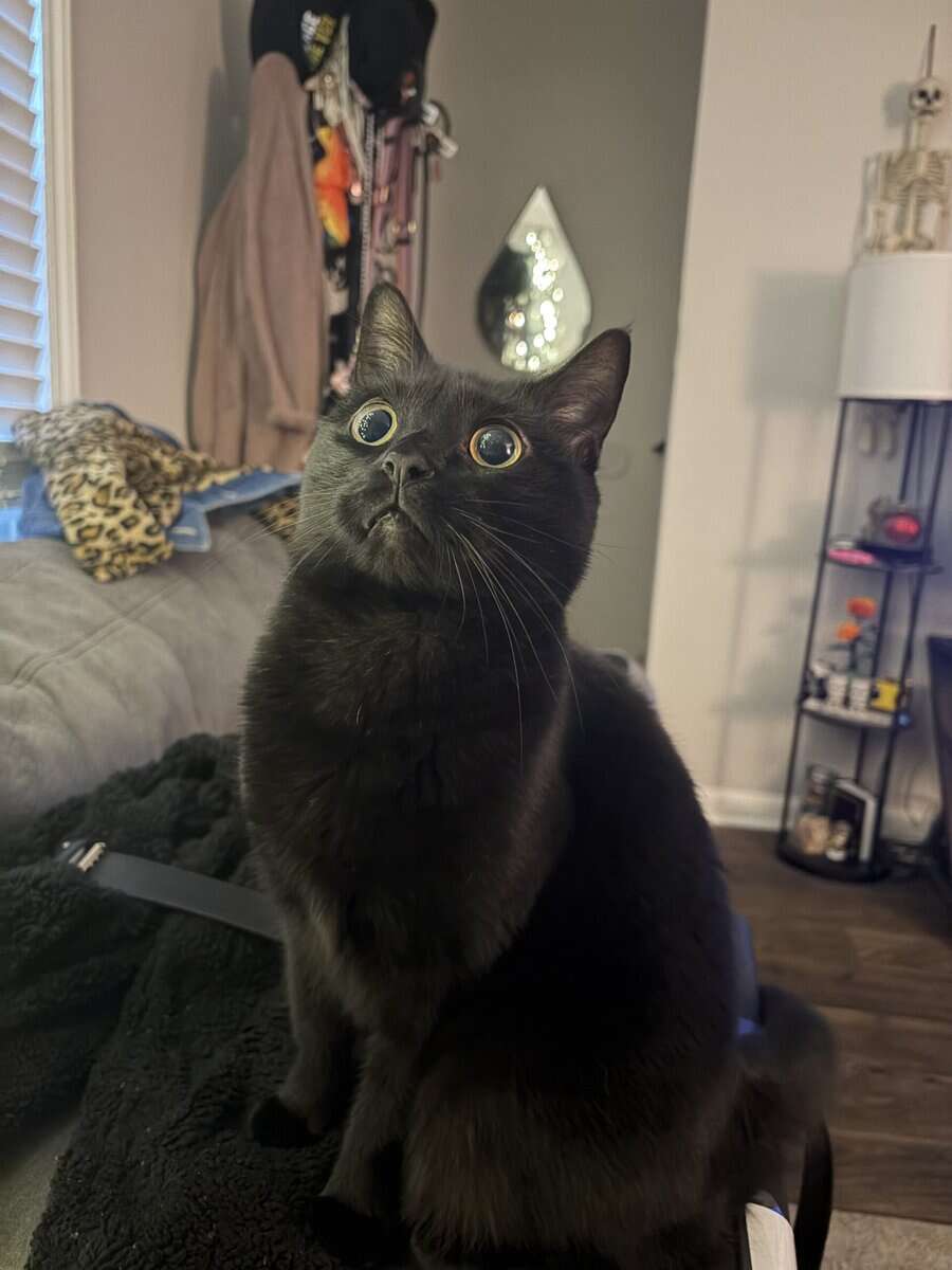Missy image 1