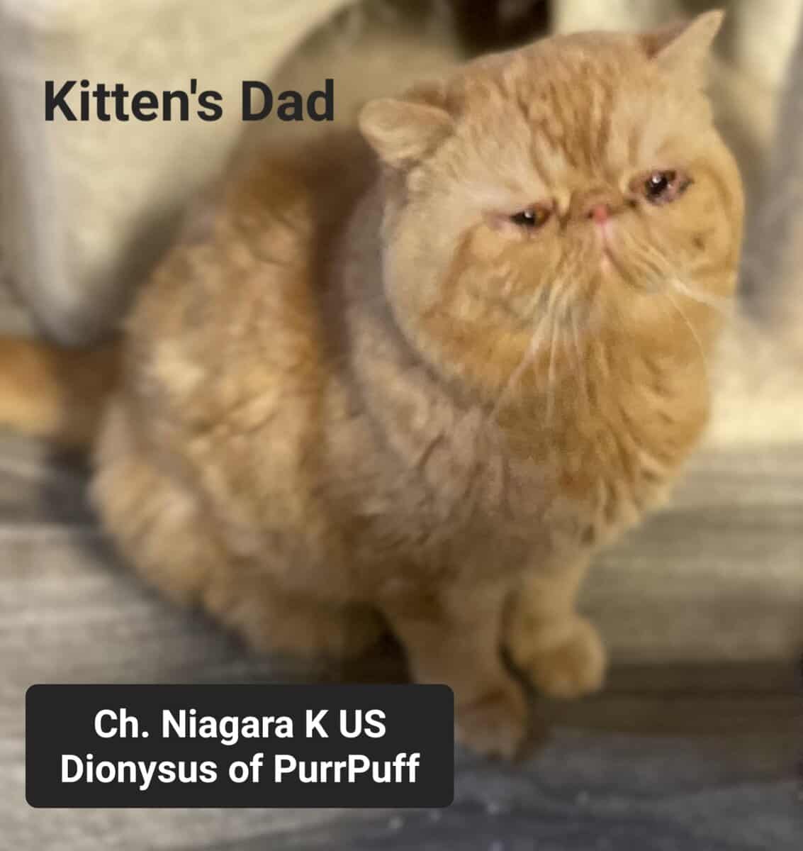 Exotic Shorthair Kittens image 2