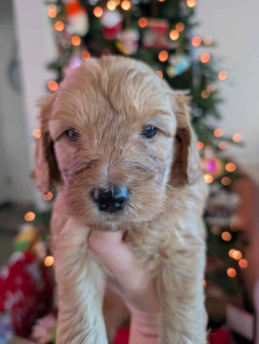 Mini Goldendoodles F2B image 5