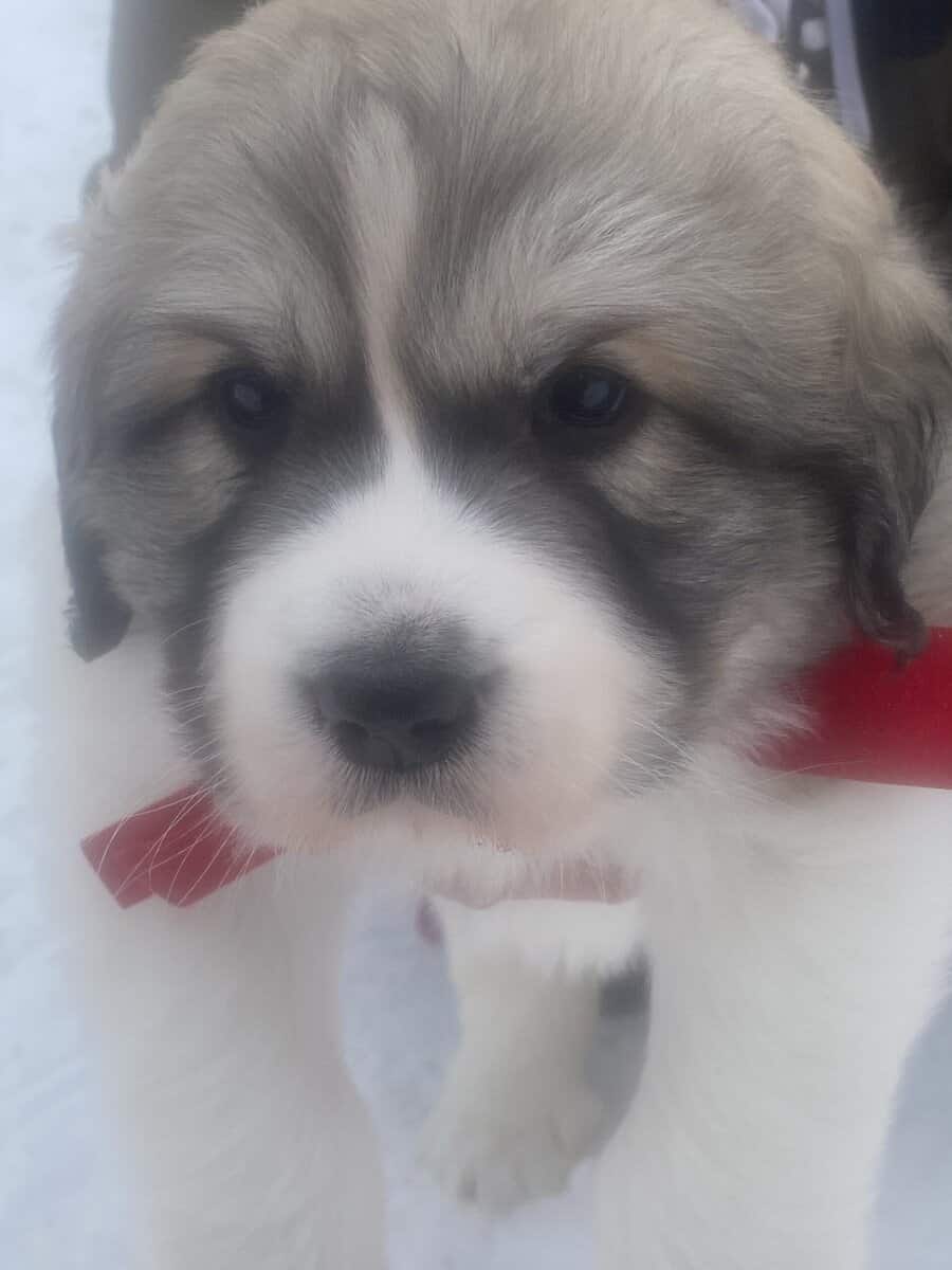 Great Pyrenees Puppy - Male image 4