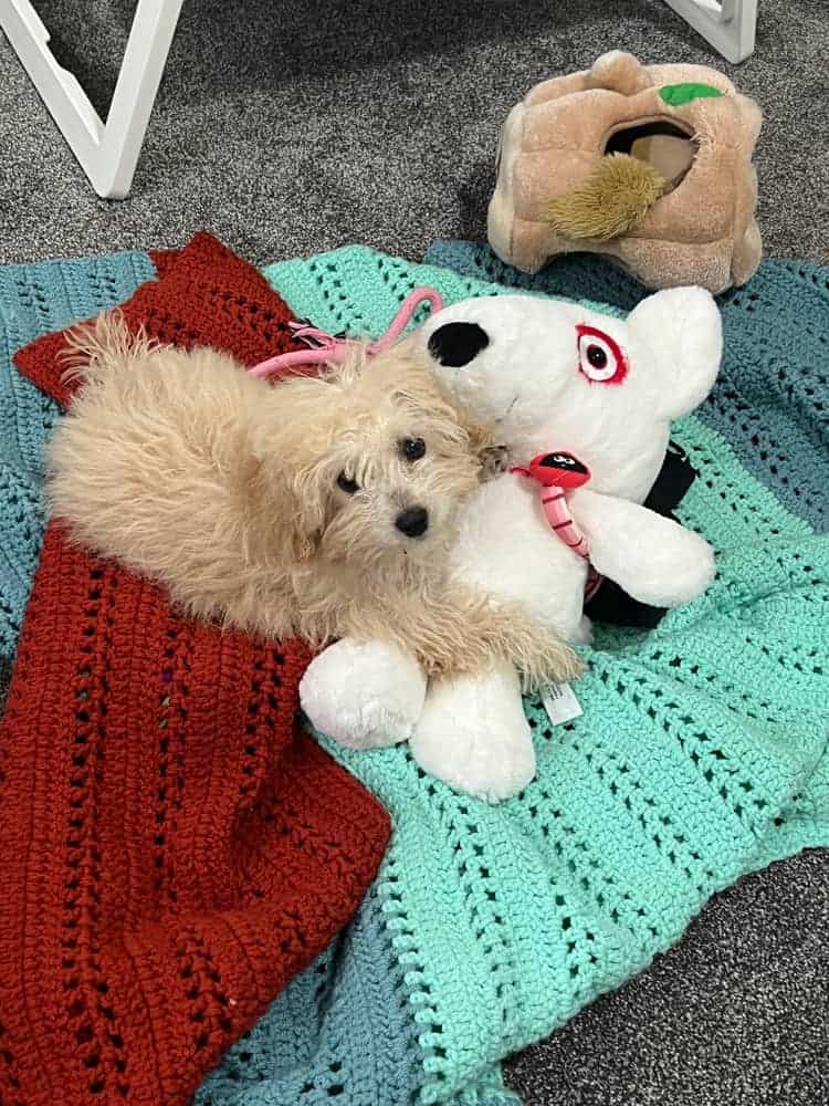 Bichapoo Puppy image 1