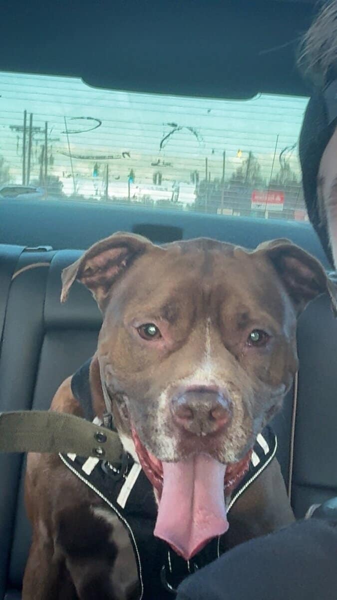 pitbull for adoption image 3