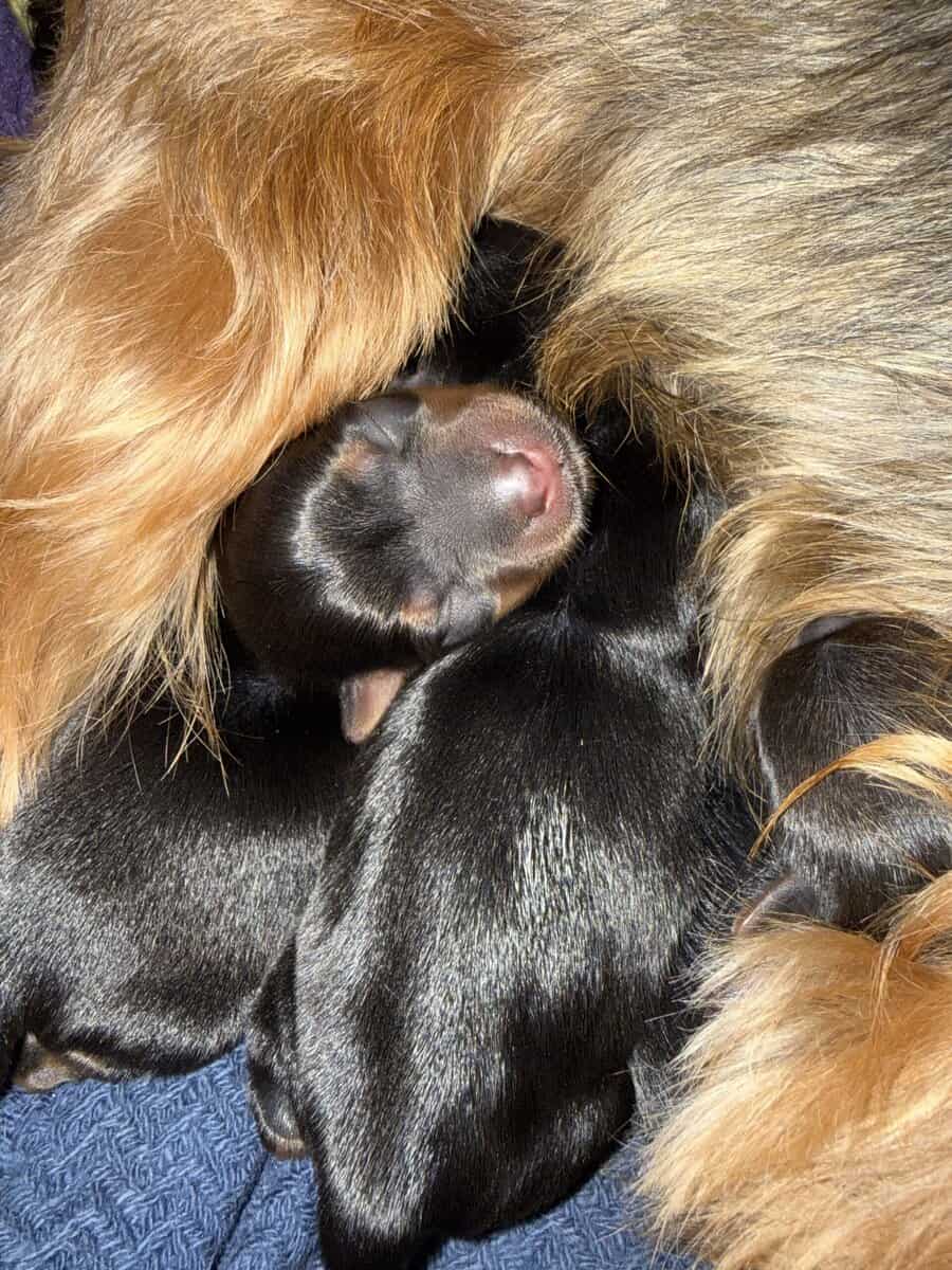 2F, 2M Purebred Yorkies image 3
